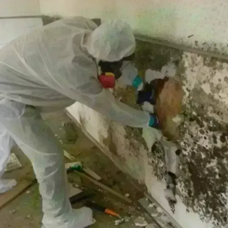 Mold Remediation and Removal in Warsaw, NC